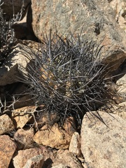 Eriosyce heinrichiana
