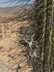 Tillandsia virescens