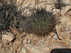 Eriosyce heinrichiana