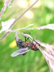 Dilophus nigrostigma