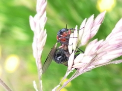 Dilophus nigrostigma