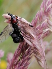 Dilophus nigrostigma