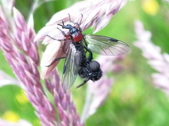 Dilophus nigrostigma