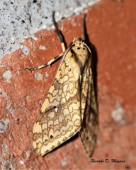 Lophocampa