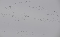 Aythya affinis