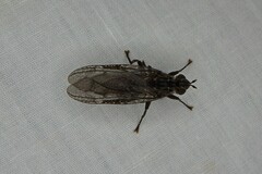 Pyrgotidae