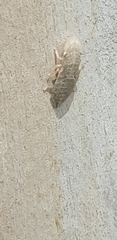 Ledromorpha planirostris