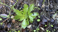 Dudleya cymosa pumila
