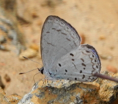 Udara cardia