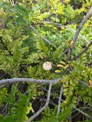 Osteomeles anthyllidifolia