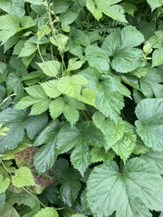Humulus