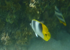 Chaetodon ulietensis