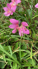 Eupoecila australasiae