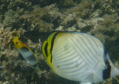 Chaetodon vagabundus