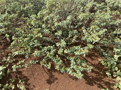 Euphorbia celastroides