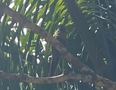 Pyrrhura frontalis