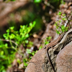 Podarcis muralis