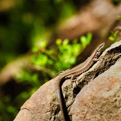 Podarcis muralis