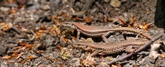 Podarcis muralis