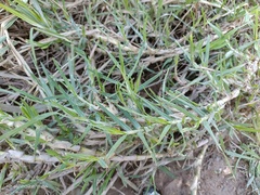 Stenotaphrum secundatum