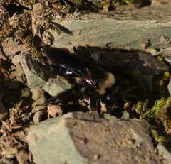 Andrena morio
