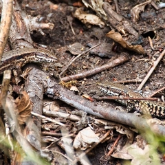 Podarcis muralis