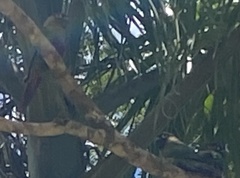 Pyrrhura frontalis