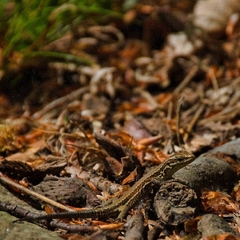 Podarcis muralis