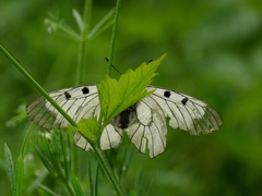 Parnassius mnemosyne