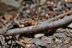 Podarcis muralis
