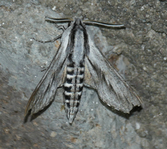 Sphinx dollii
