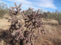 Cylindropuntia