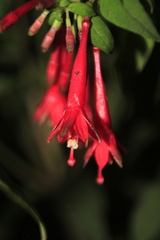 Fuchsia