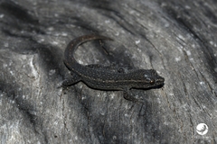 Crenadactylus ocellatus