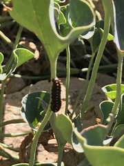 Battus polydamas psittacus