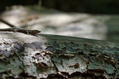 Podarcis muralis