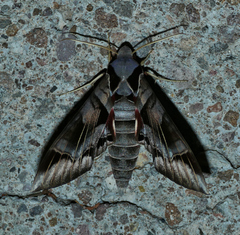 Eumorpha typhon