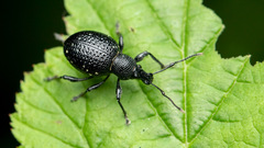 Otiorhynchus gemmatus