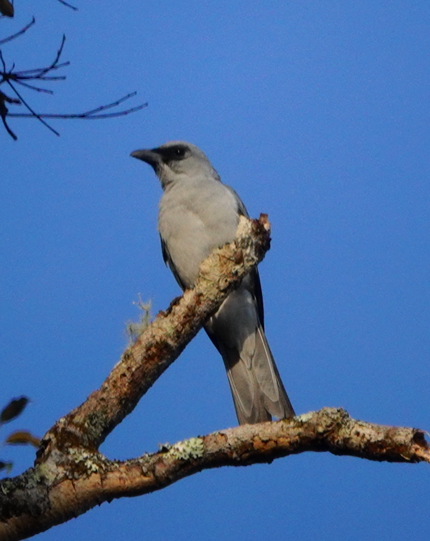 Buru Cuckooshrike (Coracina fortis), photo 1