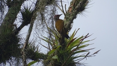 Colaptes rubiginosus