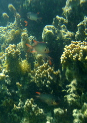 Myripristis violacea