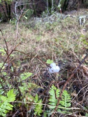 Symphoricarpos albus