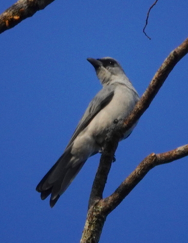 Buru Cuckooshrike (Coracina fortis), photo 2