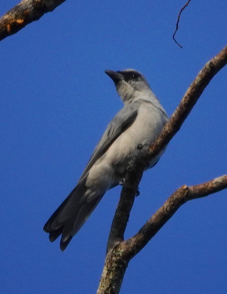 Buru Cuckooshrike (Coracina fortis), photo 2