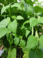 Phaseolus vulgaris