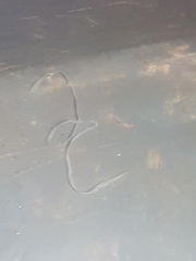 Cestoda