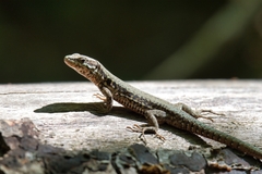 Podarcis muralis