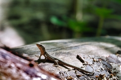 Podarcis muralis
