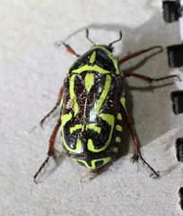 Eupoecila australasiae