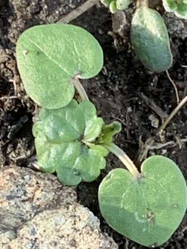 Alkali Marsh Mallow* foliage